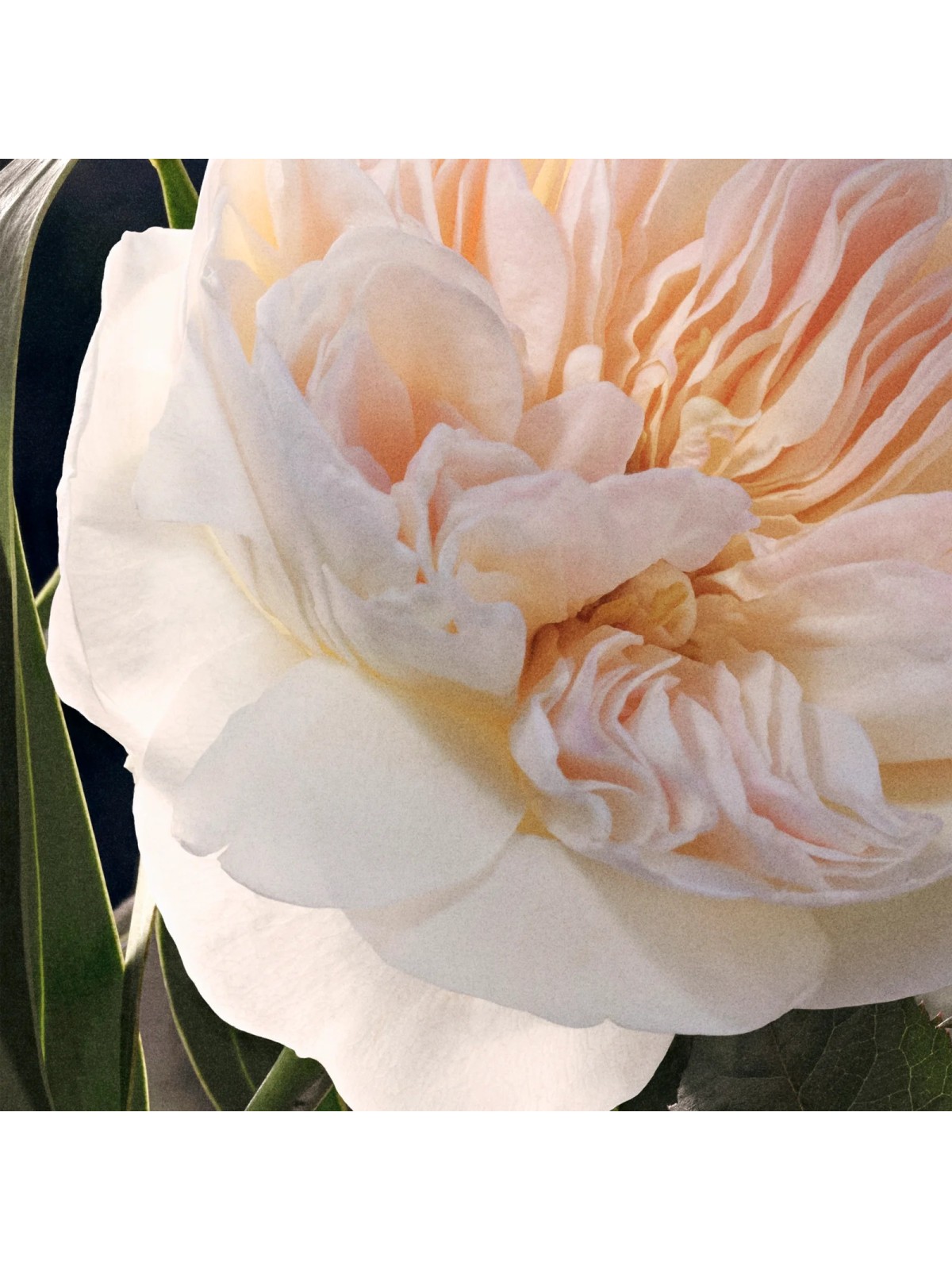 Chloé Chloé Eau De Parfum [category] DB Cosmetica