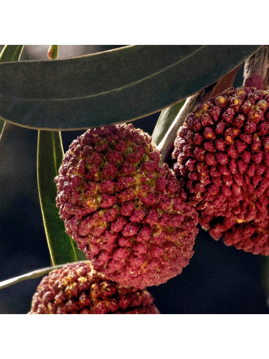 Chloé Chloé Eau De Parfum [category] DB Cosmetica