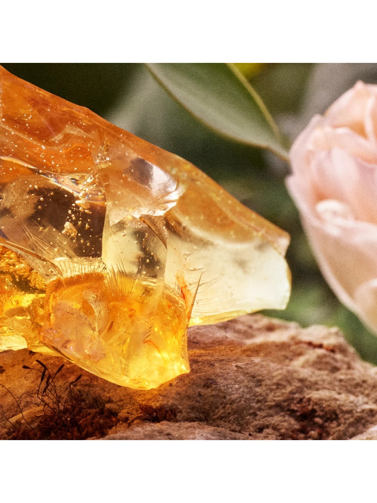 Chloé Chloé Eau De Parfum [category] DB Cosmetica